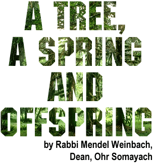A Tree, a Spring and Offspring by Rabbi Mendel Weinbach, Dean, Ohr Somayach