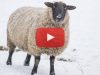 Snow and Wool: Levels of Teshuva