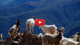 Taking the Goats Out for a Spin: Parshat Vayakhel-Pekudei