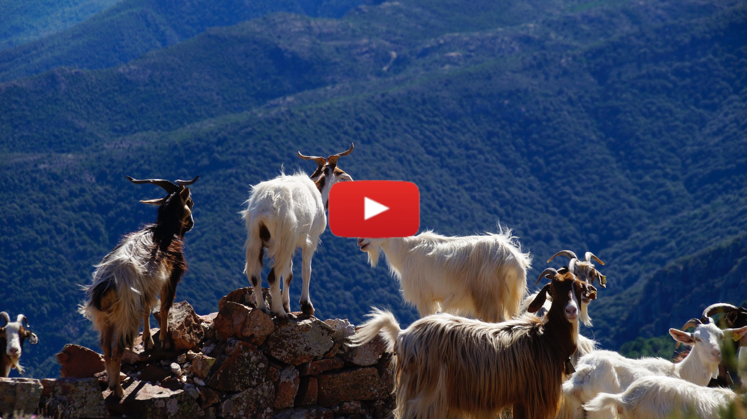 Taking the Goats Out for a Spin: Vayakhel-Pekudei