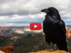 The Raven: Parshat Noach