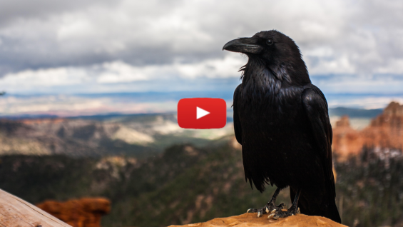 The Raven: Parshat Noach