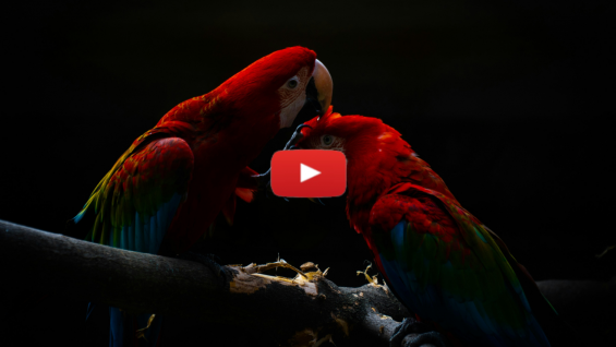 No, You First: Parshat Naso