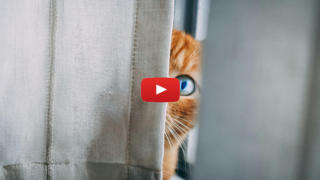 Who Is Watching Us?: Parshat Vayeishev