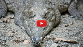 Sleep With One Eye Open: Parshat Vayishlach