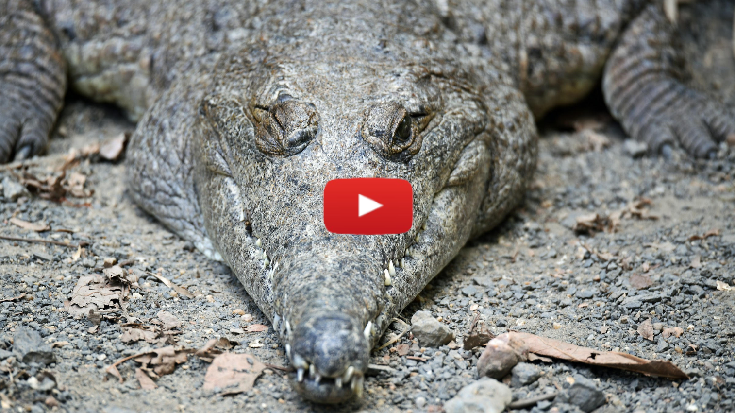 Sleep With One Eye Open: Parshat Vayishlach