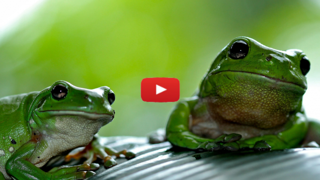 Ribbit – Parshat Va’eira