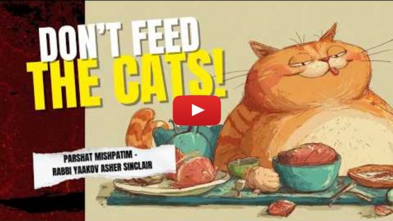 Don’t Feed the Cats Mishpatim (1)