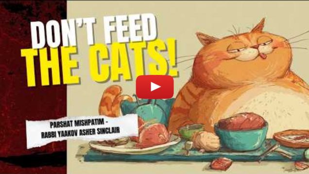 Don’t Feed the Cats Mishpatim (1)