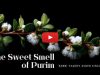 The Sweet Smell of Purim